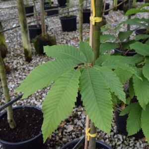 Castanea sativa 10-12 SS